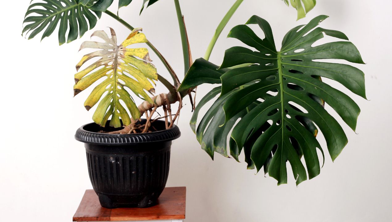 Jeśli Twoja monstera ma żółte liście, to gwałtownie możesz temu zaradzić