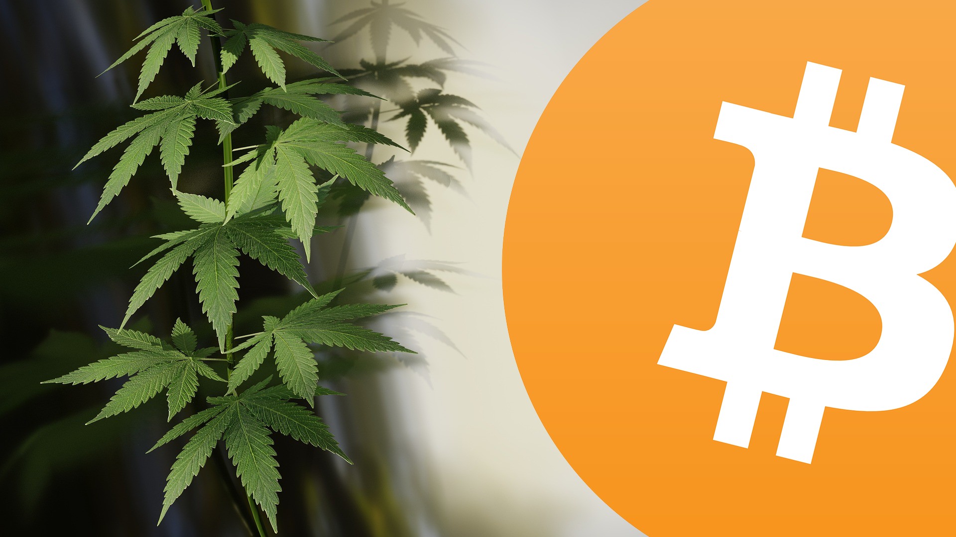 Marihuana łączy się z Bitcoinem