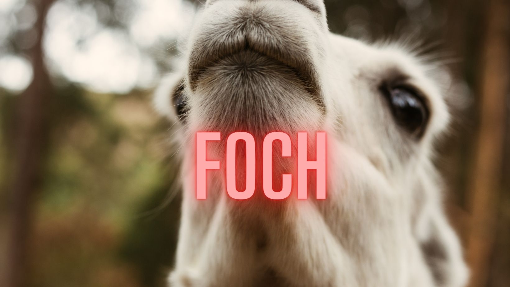 Drama w DeFiLlama: zespół wypowiada posłuszeństwo założycielowi. Poszło o token