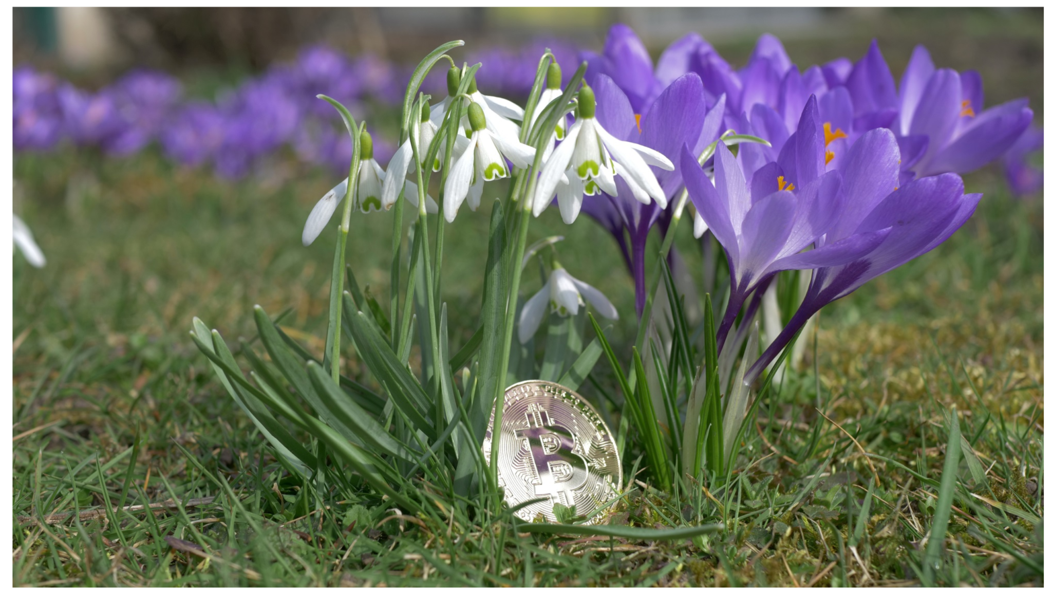 Nastał czas krypto-wiosny. A to oznacza zwiększoną huśtawkę emocjonalną