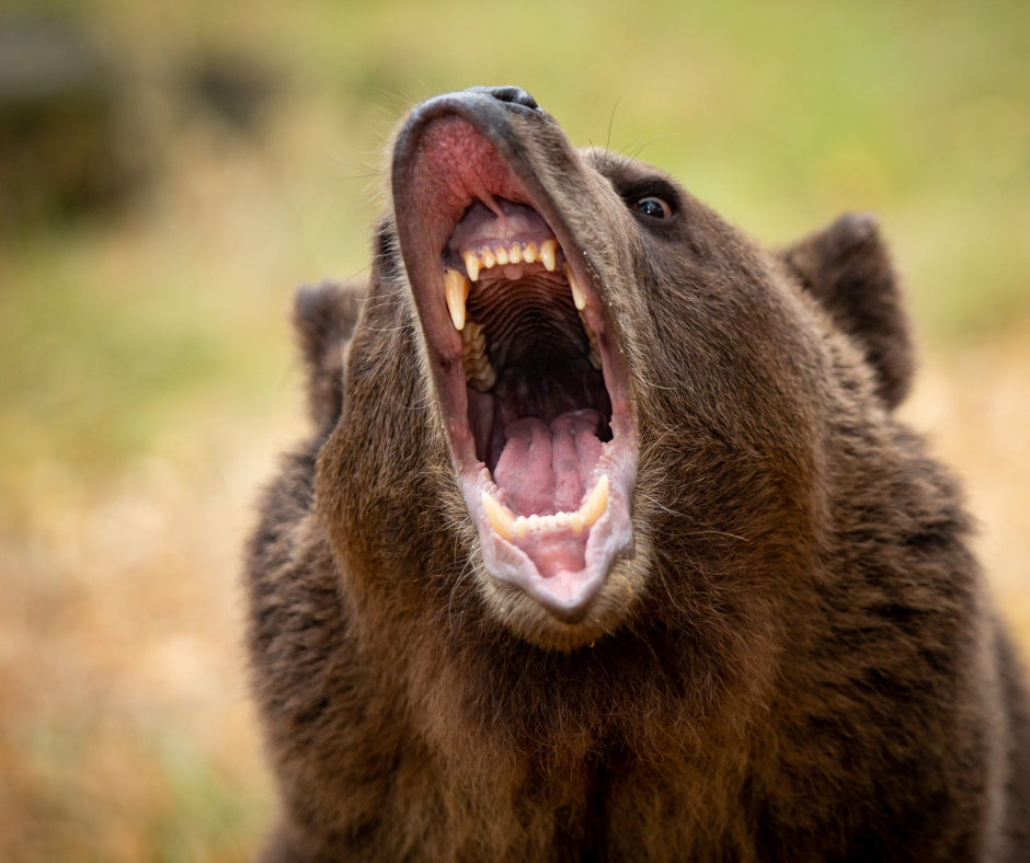 Ofiary kryptograficznego niedźwiedzia 2022