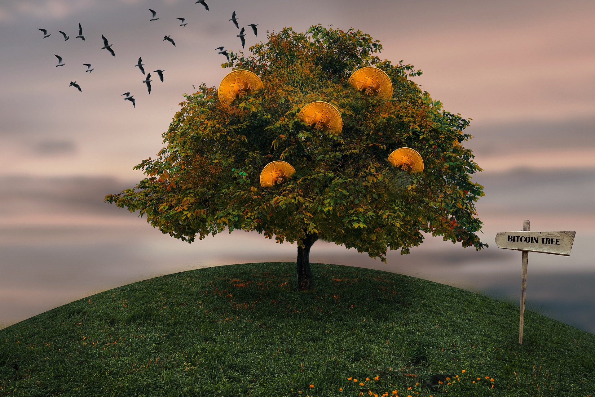 Sadzą drzewa dla górników BTC