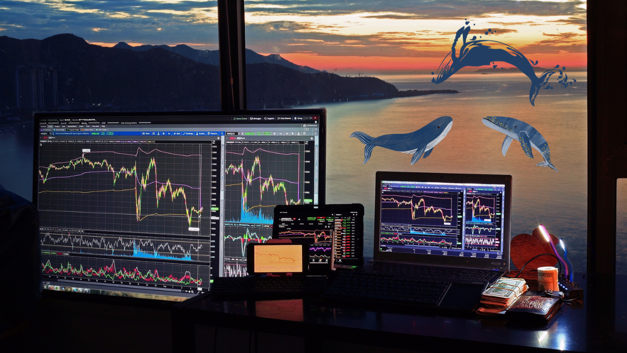 Kryptowaluty eksplodują? Wieloryby agresywnie akumulują jeden z altcoinów, NUPL wskazuje na przełom