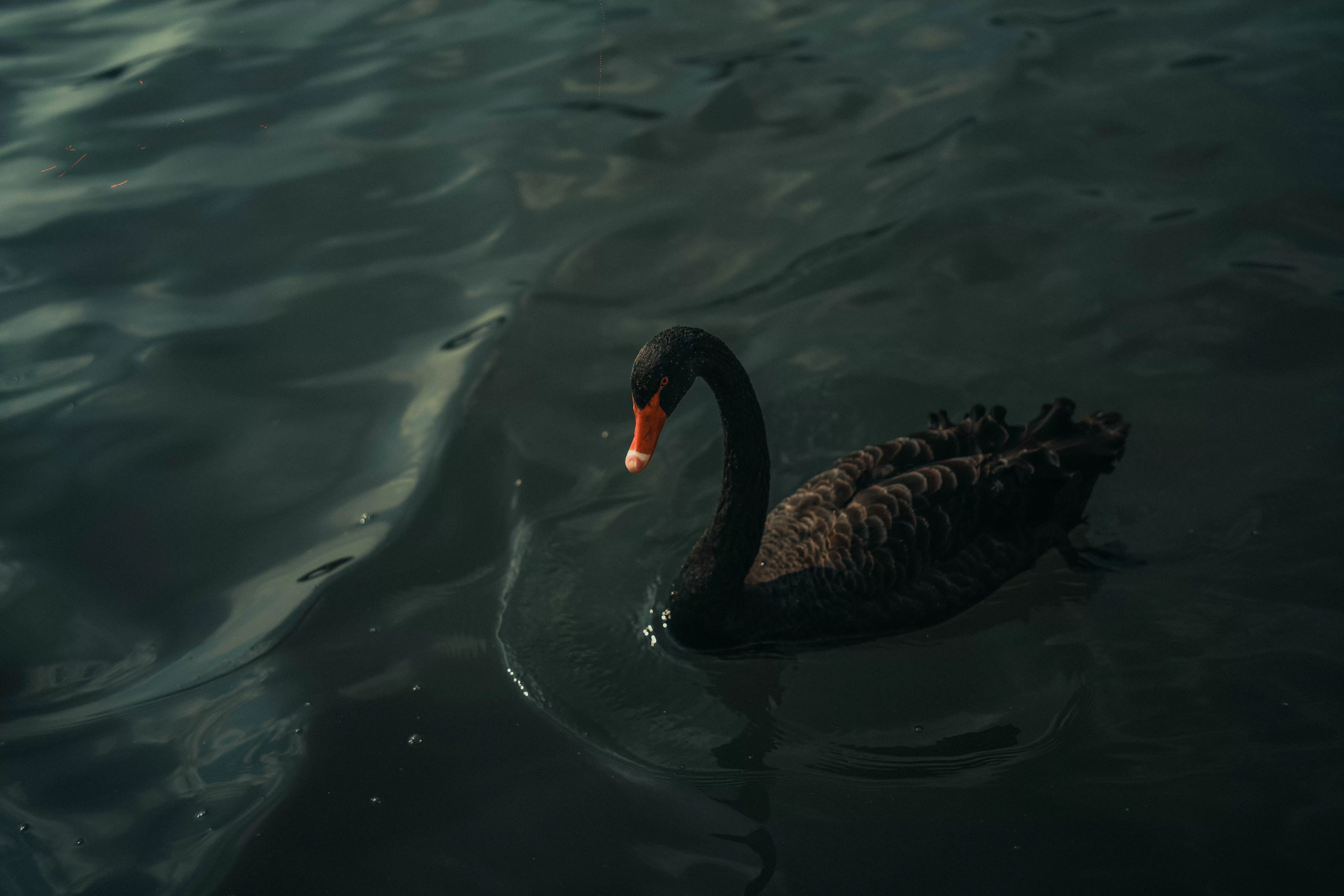 Elitarny Black Swan Fund: 'To będzie krach stulecia, gorszy niż w 1929′. Oto Universa – zarobi na nim fortunę?