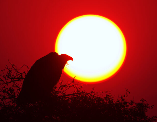Sępy zarobiły 119 mln USD, w dwa dni. Krążą nad padliną: 'Czarny łabędź podpływa blisko’. Gdzie?