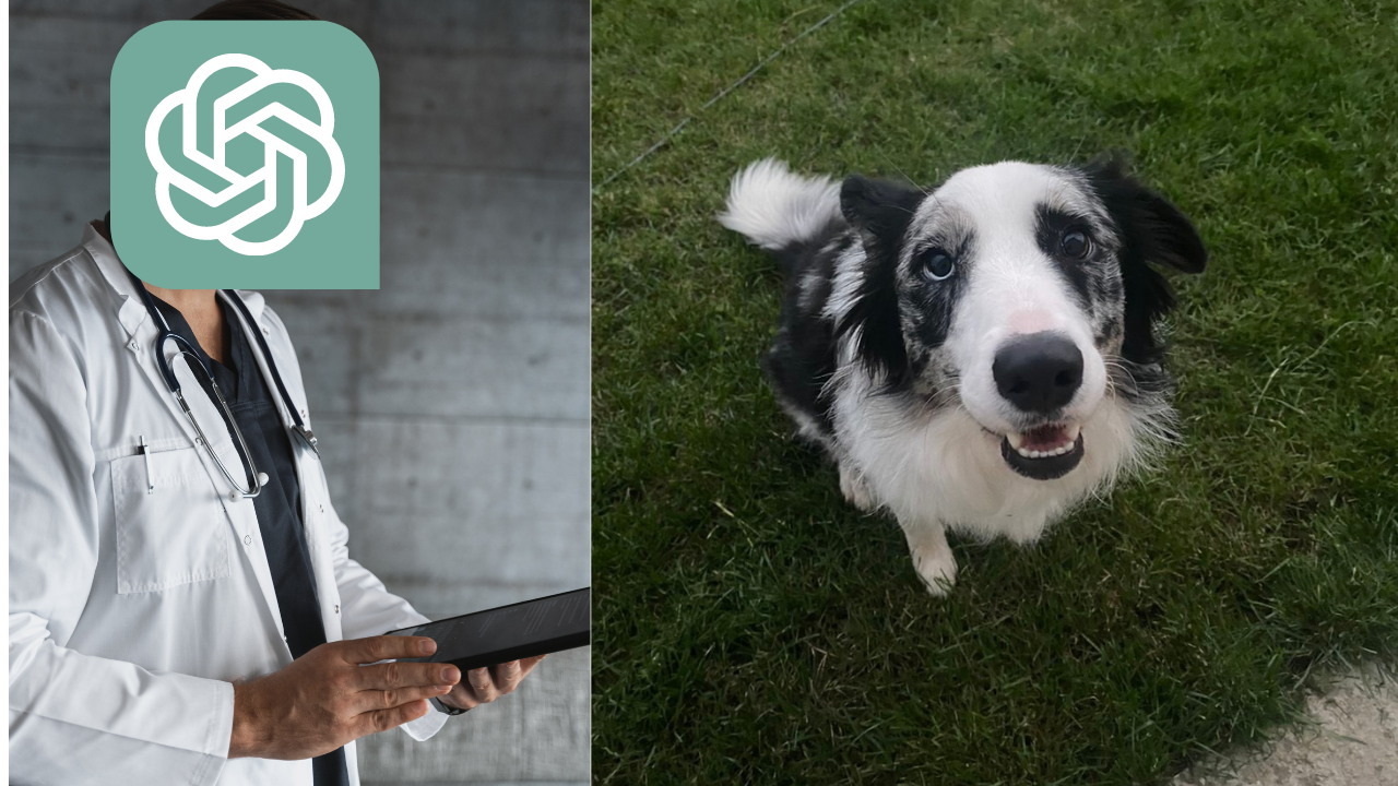 ChatGPT-4 poprawnie zdiagnozował ciężką chorobę psa. Weterynarze nie mieli pojęcia co mu dolega