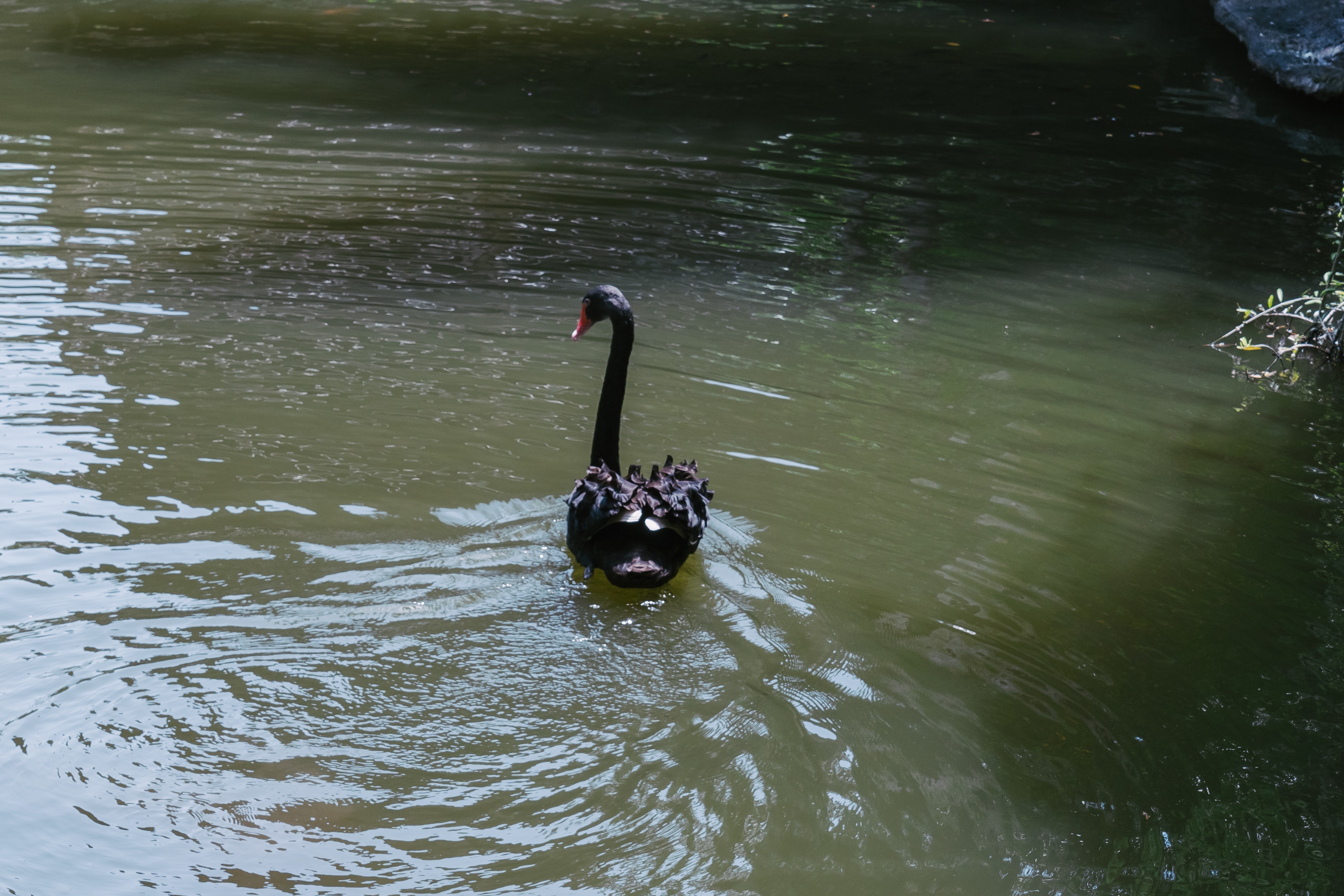 Bloomberg Intelligence: Czarny łabędź blisko? Rynek finansowy w pułapce, daje złudne poczucie bezpieczeństwa.