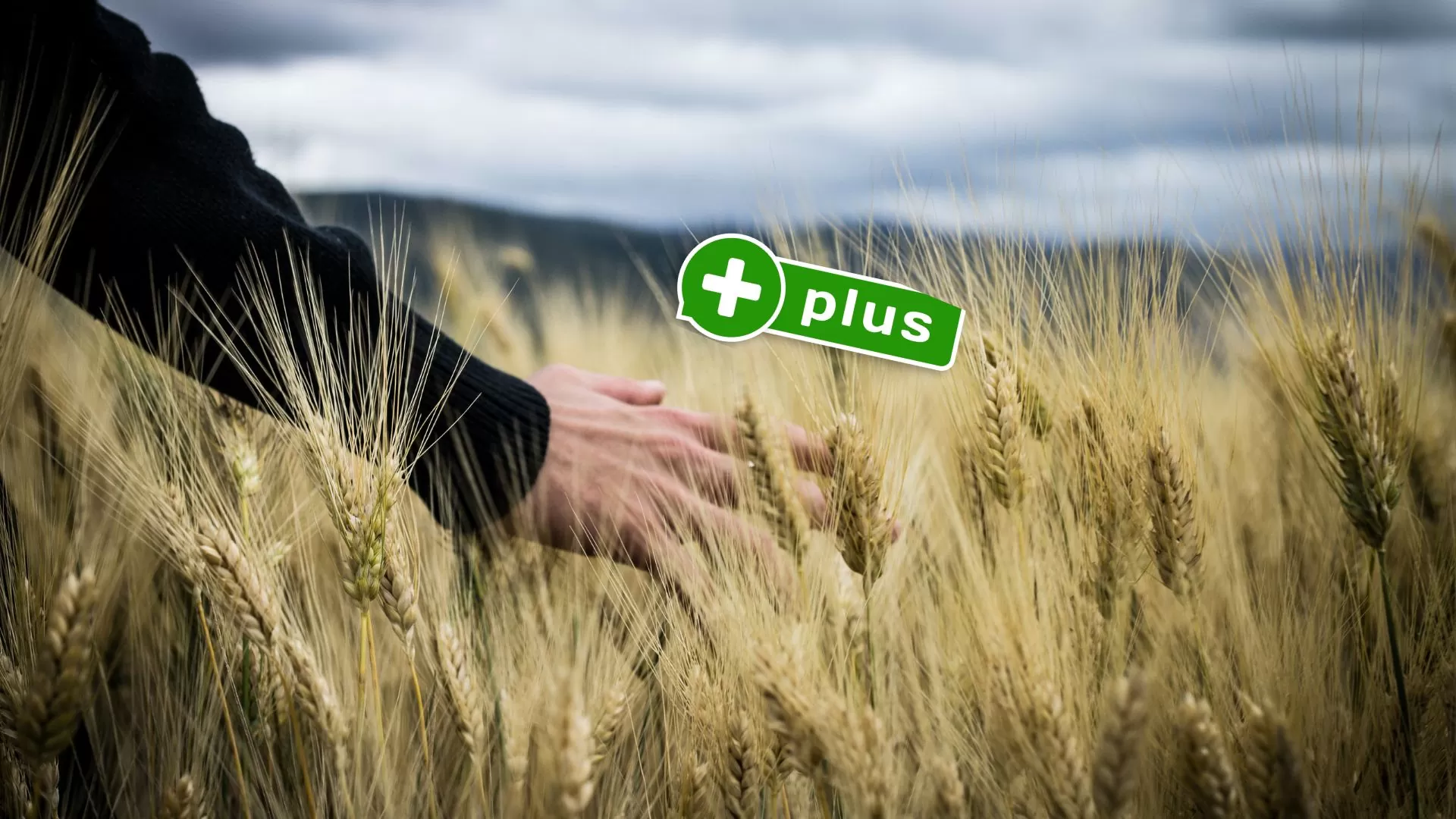 Raport OCCRP: Pralnia na 'czarnym zbożu’ Ukrainy. Firmy słupy, korupcja i sabotaż kraju zniszczonego wojną?