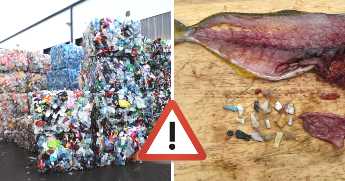 Zabójczy mikroplastik w jelitach Polaków. Winna m.in. woda butelkowana i ryby