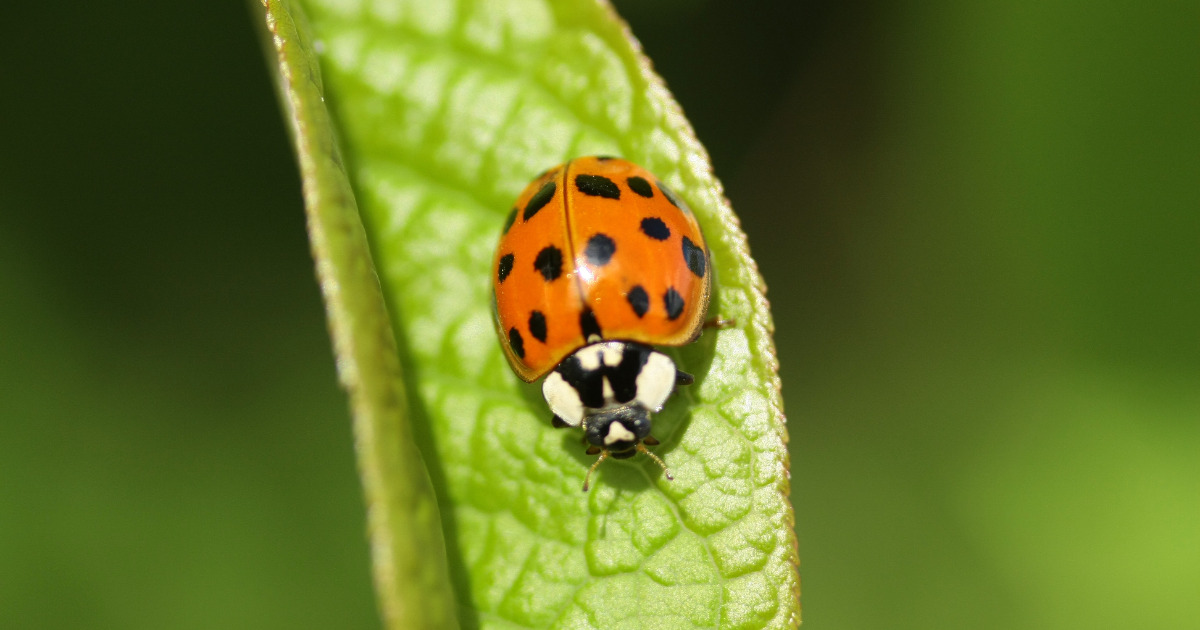 Inwazja biedronek azjatyckich w Polsce. Ich ugryzienie jest groźne!