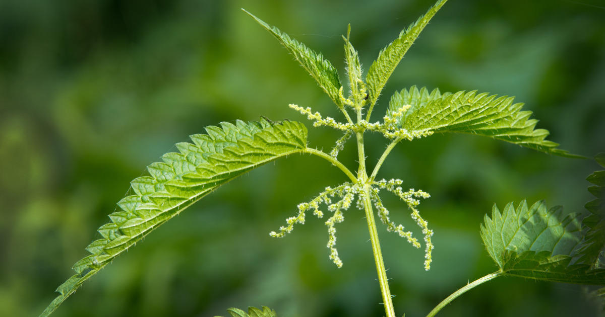 Pokrzywa ze smalcem to prawdziwy hit na żylaki. Poleciła mi go moja sąsiadka