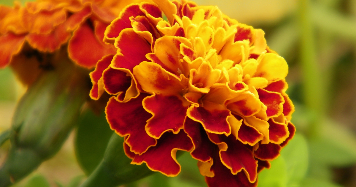 Napar z tego kwiatu leczy wzrok, stawy i żołądek. Możliwe, iż rośnie w Twoim ogródku