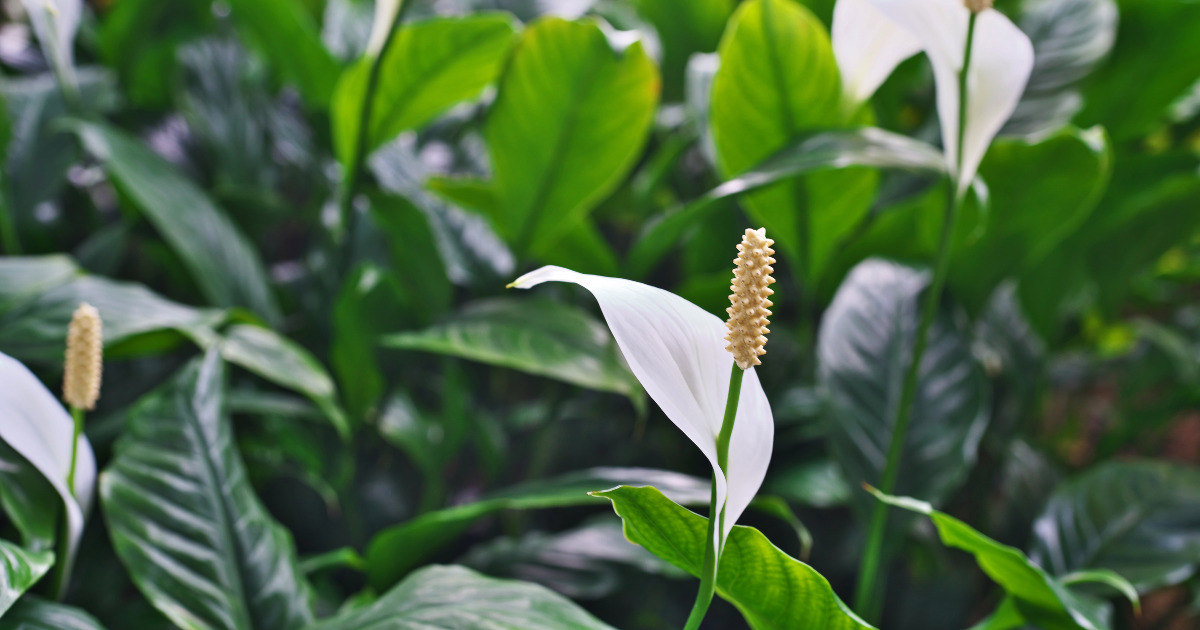 Dlaczego skrzydłokwiat warto mieć w swoim domu? Podpowiadamy jak o niego dbać by pięknie kwitł