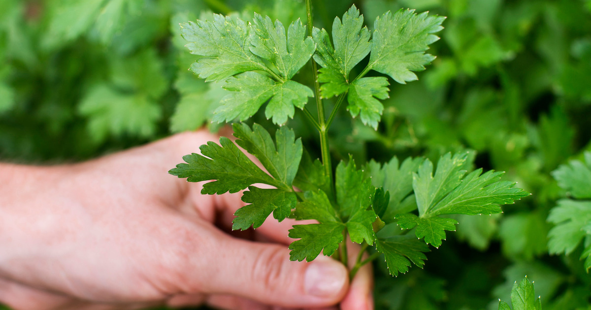 10 naturalnych i tanich metod naszych babć, które pomogą Ci uporać się z żylakami