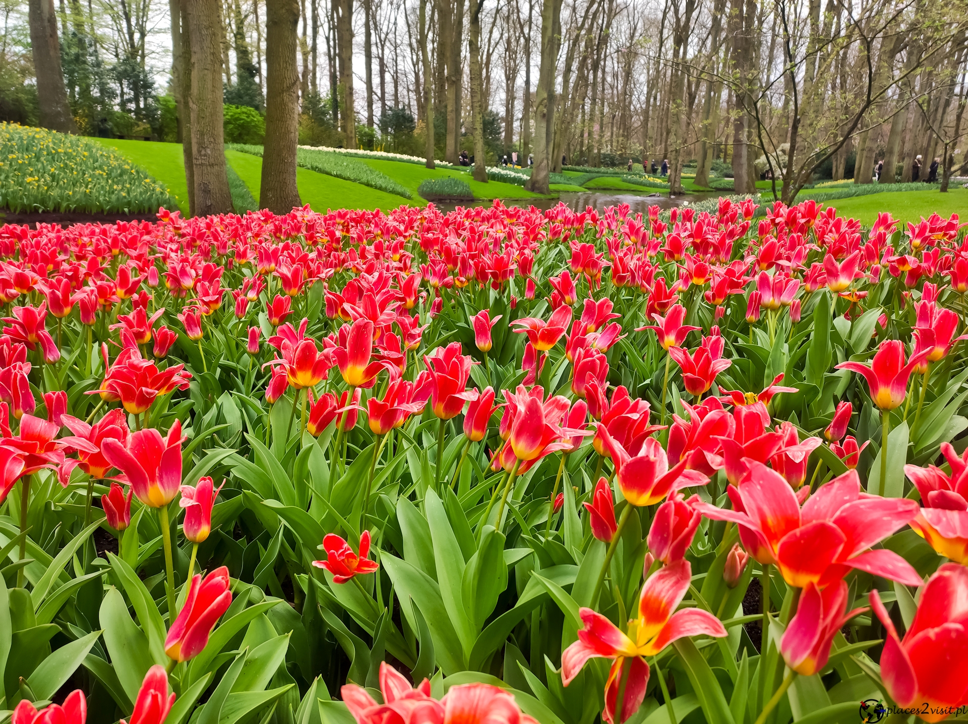 Keukenhof – tulipanowy raj w Holandii
