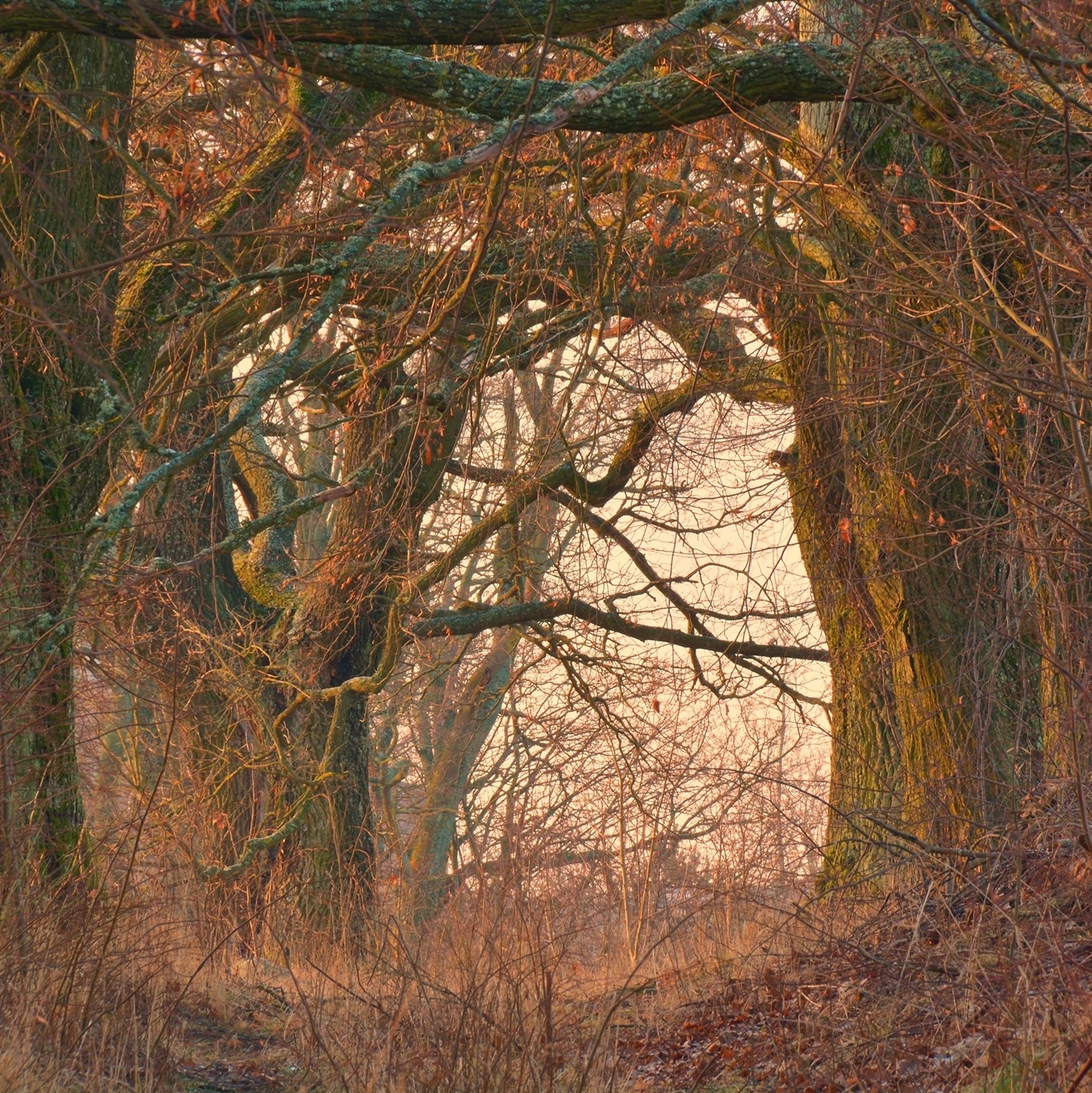 Wokół parku podworskiego de Virionów w Krynkach zaczyna się sporo dziać📣🌳🌷