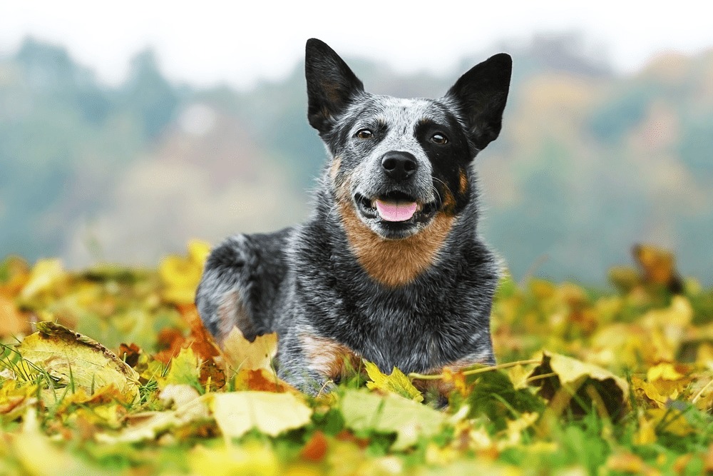 Australian cattle dog