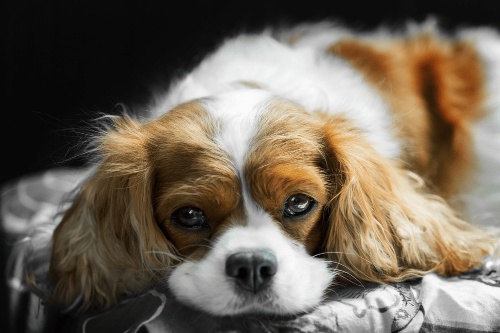 King charles spaniel