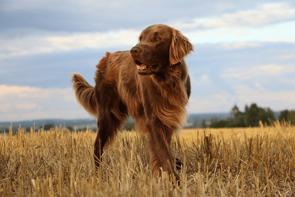 Flat coated retriever