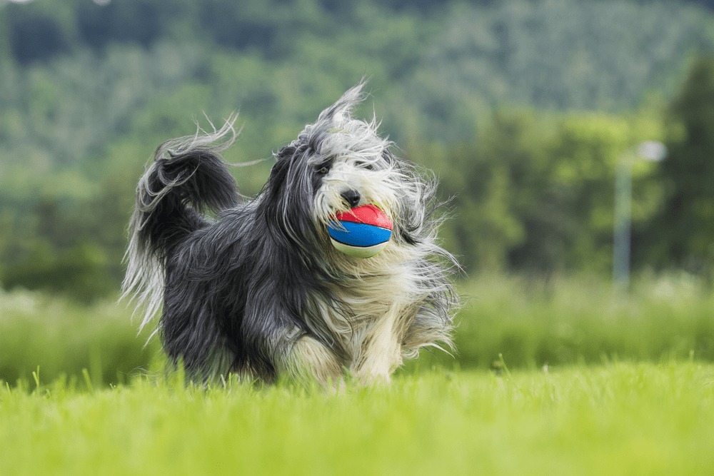 Bearded collie