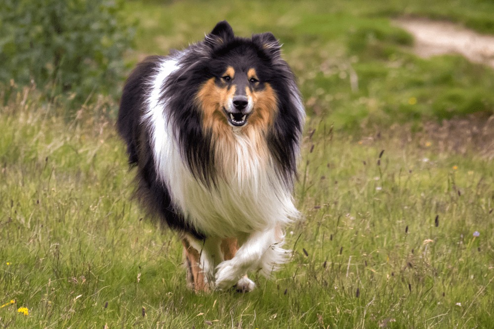 Owczarek szkocki collie