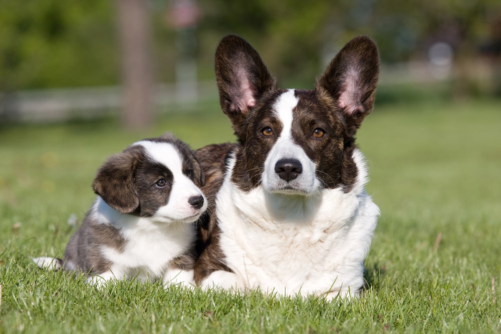 Welsh corgi cardigan