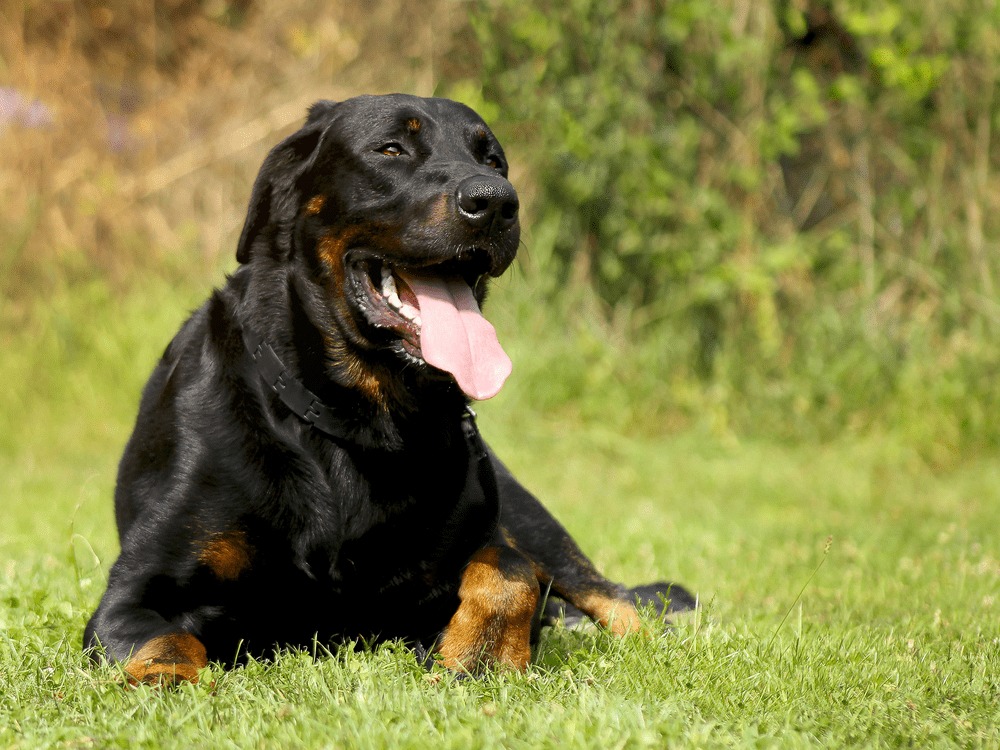 Owczarek francuski beauceron