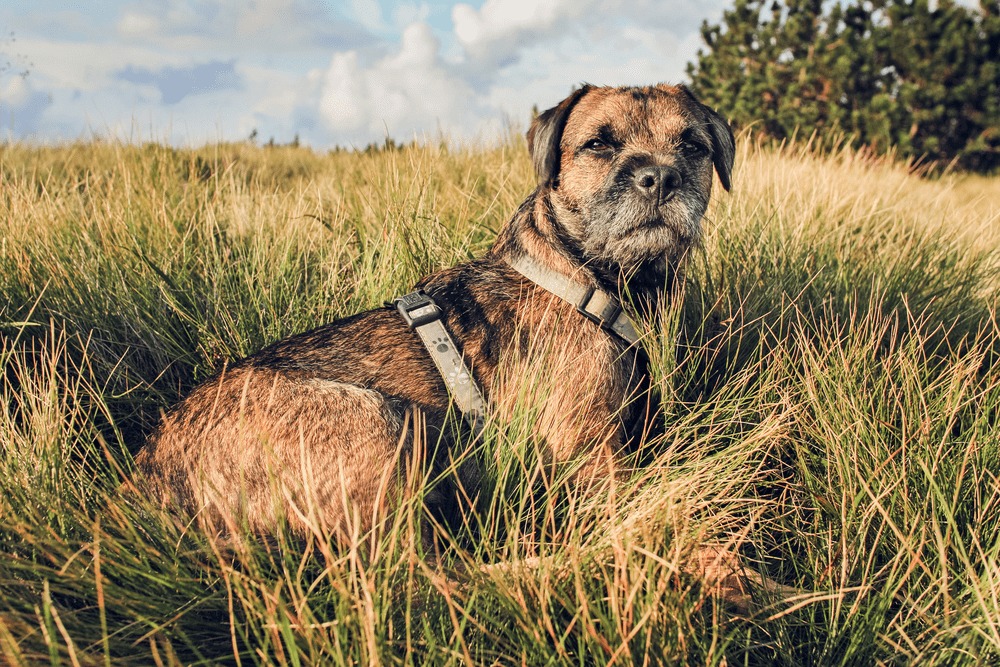 Border terrier