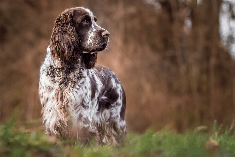 Springer spaniel angielski