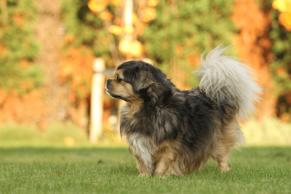 Spaniel tybetański