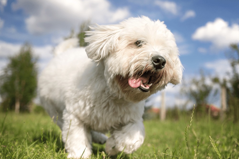 Coton de Tulear