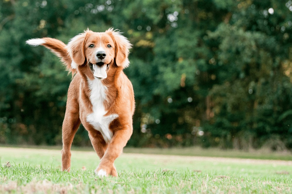 Nova Scotia duck tolling retriever