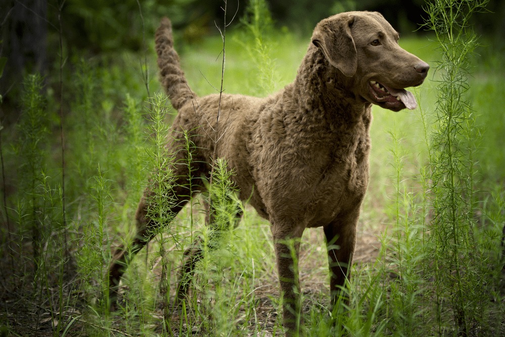 Chesapeake bay retriever