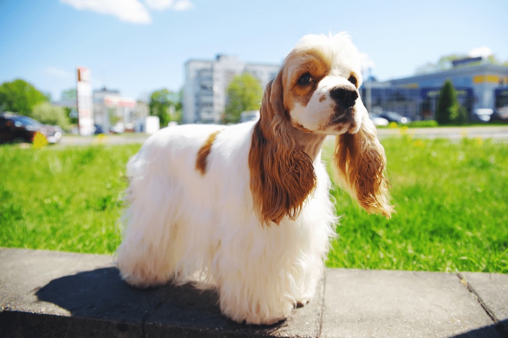 Cocker spaniel amerykański