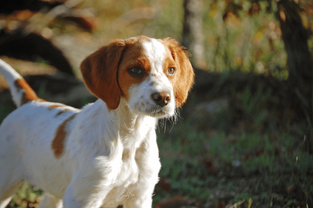 Spaniel bretoński