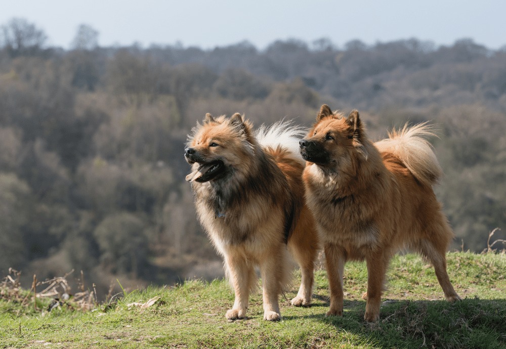 Eurasier