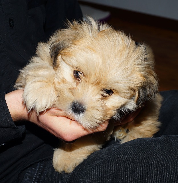 Gdzie dzwonić w sprawie bezdomnego psa ?