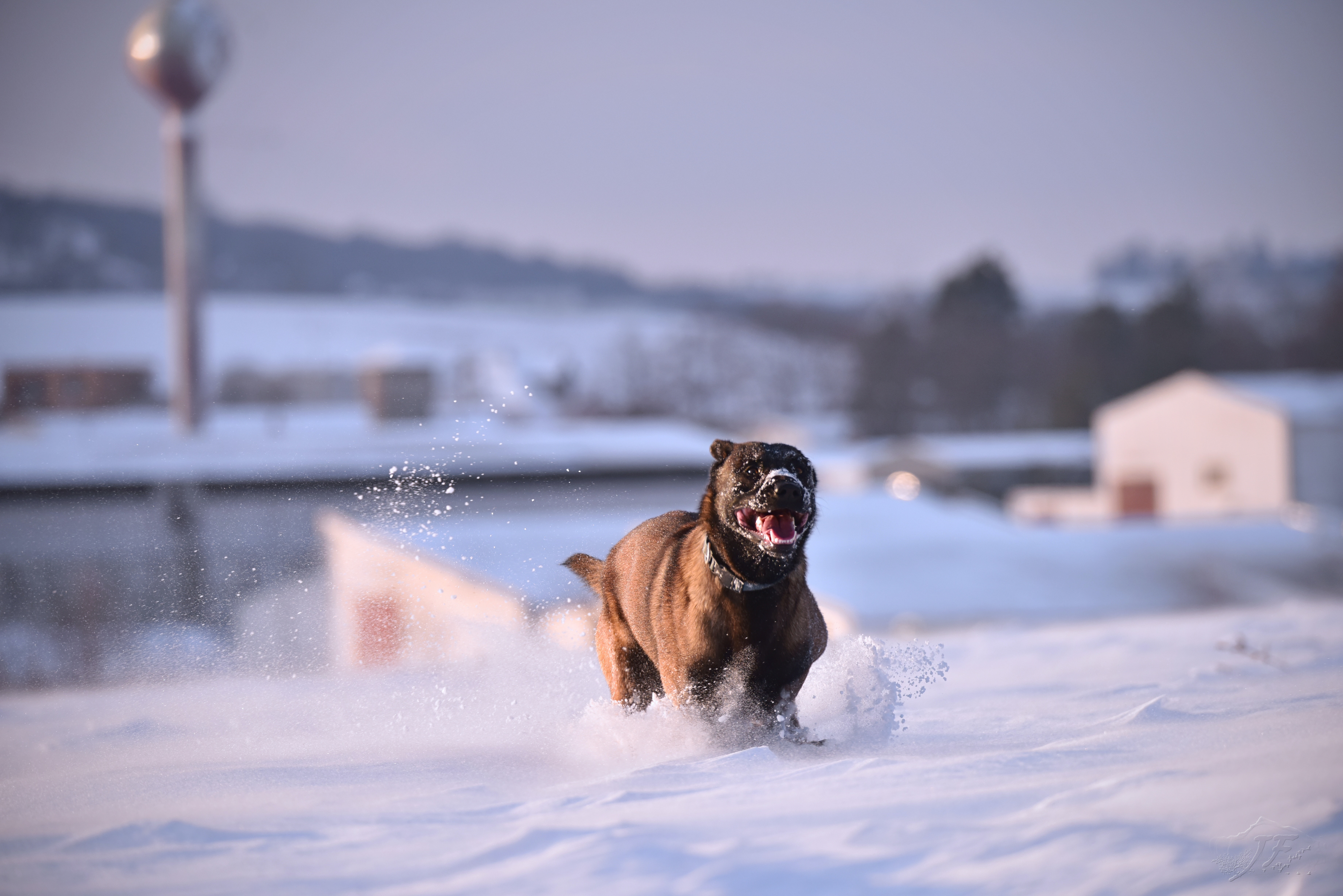 American Bully – Wierny Towarzysz