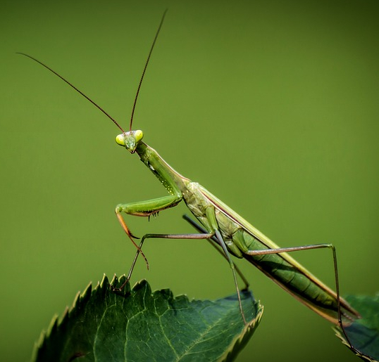 Przeciwdziałanie phishingowi wykorzystującemu technikę man-in-the-middle