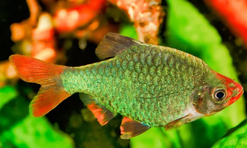 Brzanka sumatrzańska – opis, wymagania, rozmnażanie, samiec czy samica, z jakimi rybami, cena