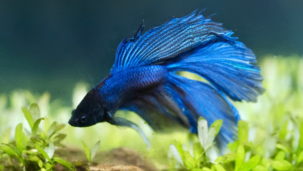 Błękitna ryba akwariowa – informacje, wymagania, co je, z jakimi rybami, cena