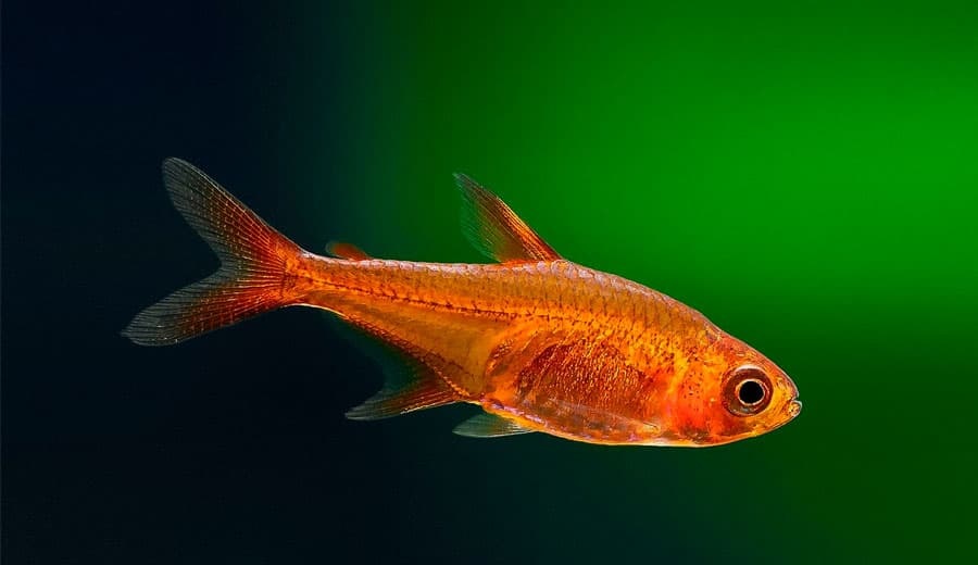 Bystrzyk amandy – informacje, wymagania, rozmnażanie, z jakimi rybami, i bojownik, cena
