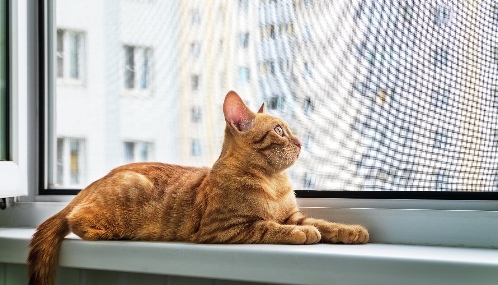 Moskitiera na okno i drzwi balkonowe – wszystko, co chcesz wiedzieć