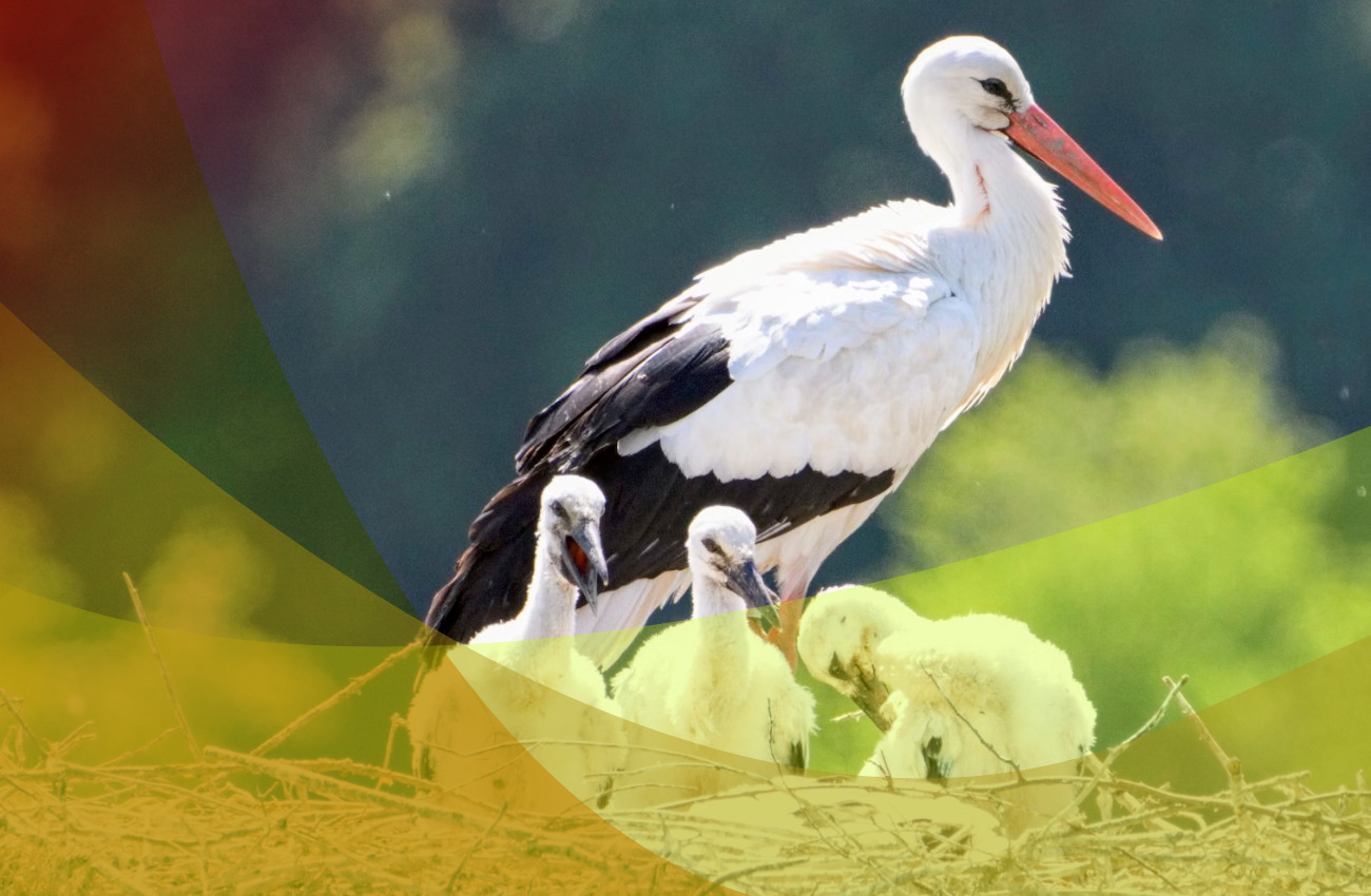 Bocian Pożyczki z karą ponad 15 mln złotych 