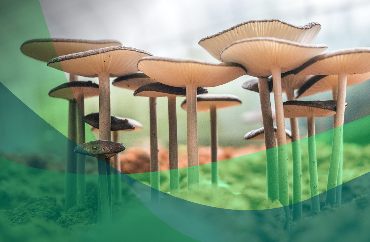 Jak grzyby po ChatGPT